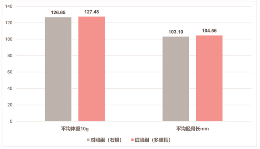 澤威爾“多重鈣”使用在蛋雞上